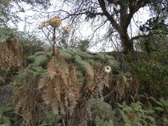 Echinops spinosissimus