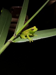 Tlalocohyla celeste