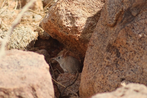 Bushveld Sengi (Elephantulus intufi)