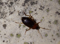 Calathus melanocephalus