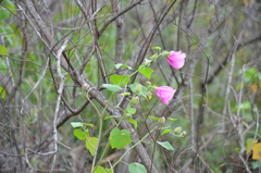 Hibiscus furcellatus