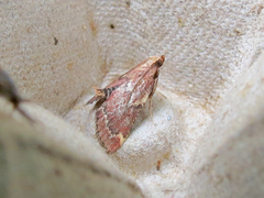 Hypsopygia intermedialis