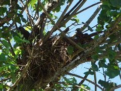 Colius striatus minor