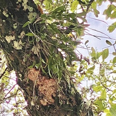 Epidendrum conopseum