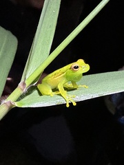 Tlalocohyla celeste