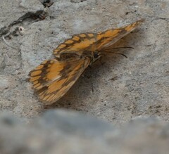 Byblia anvatara
