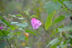 Hibiscus furcellatus
