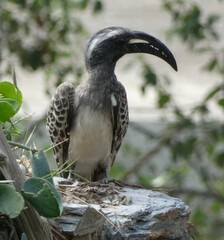 Lophoceros nasutus