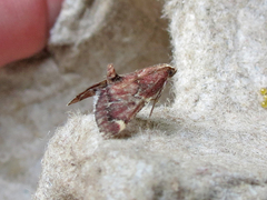 Hypsopygia intermedialis