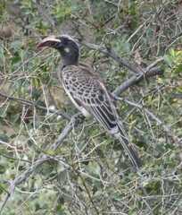 Lophoceros nasutus