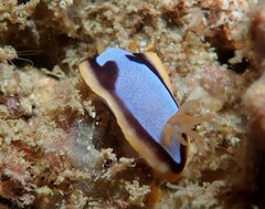 Chromodoris westraliensis