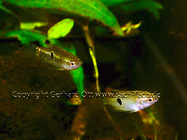 Eyespot Gourami