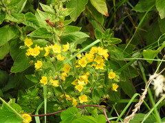 Lysimachia punctata