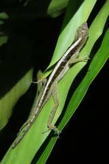 Anolis cupreus
