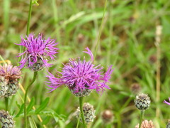 Centaurea scabiosa