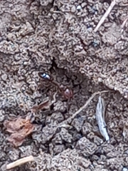 Anochetus