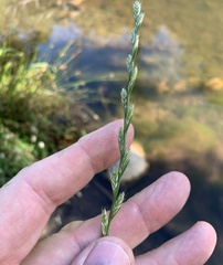 Lolium multiflorum