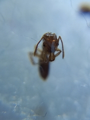 Anochetus