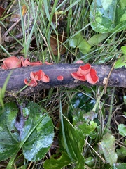 Sarcoscypha coccinea