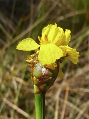 Xyris ambigua