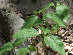 Trillium recurvatum