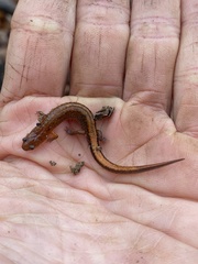 Plethodon websteri