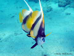 Heniochus intermedius