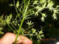 Stenanthium gramineum