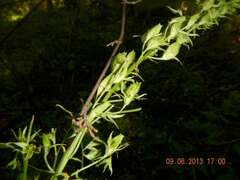 Stenanthium gramineum