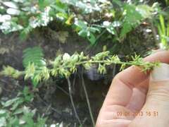 Stenanthium gramineum