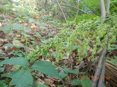 Stenanthium gramineum