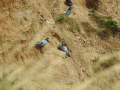 Columba livia domestica