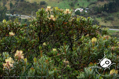 Oreocallis grandiflora