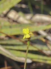 Xyris ambigua