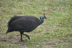 Numida meleagris reichenowi