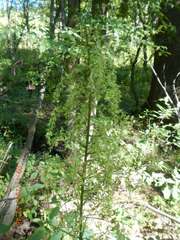 Stenanthium gramineum