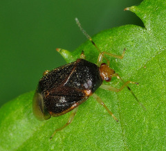 Monalocoris filicis