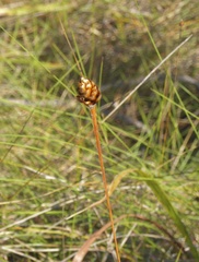 Xyris ambigua