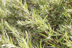 Cliffortia strobilifera