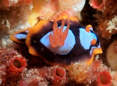 Chromodoris westraliensis