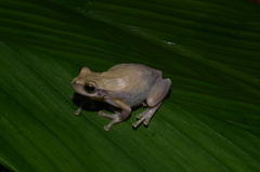 Litoria rubella