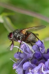 Phaonia angelicae