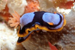 Chromodoris westraliensis