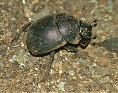 Chalconotus convexus