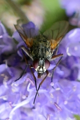 Phaonia angelicae