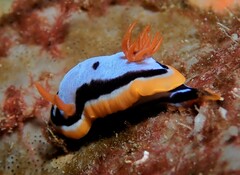 Chromodoris westraliensis