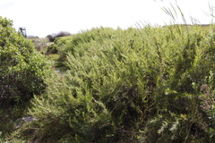 Cliffortia strobilifera