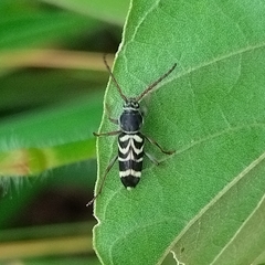 Megacyllene latreillei