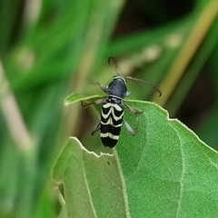 Megacyllene latreillei