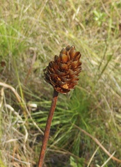 Xyris ambigua